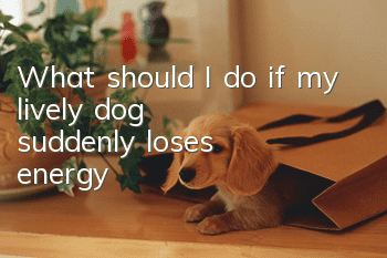 What should I do if my lively dog ​​suddenly loses energy?