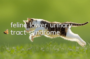 feline lower urinary tract syndrome