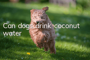 Can dogs drink coconut water?