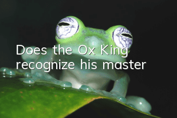 Does the Ox King recognize his master?