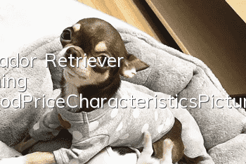 Labrador Retriever Training Method_Price|Characteristics|Pictures