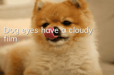 Dog eyes have a cloudy film