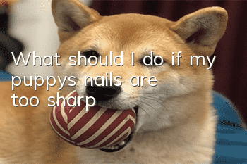 What should I do if my puppy’s nails are too sharp?