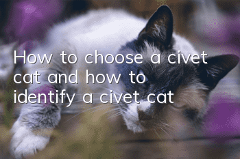 How to choose a civet cat and how to identify a civet cat