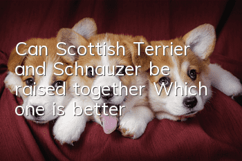 Can Scottish Terrier and Schnauzer be raised together? Which one is better?