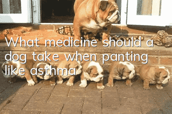 What medicine should a dog take when panting like asthma?