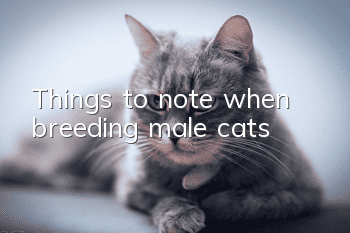 Things to note when breeding male cats