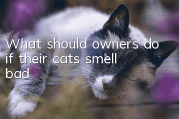 What should owners do if their cats smell bad?