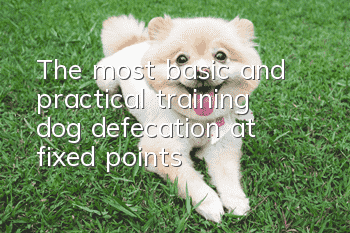 The most basic and practical training: dog defecation at fixed points