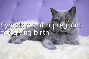 Symptoms of a pregnant cat giving birth