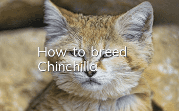 How to breed Chinchilla