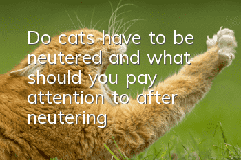 Do cats have to be neutered and what should you pay attention to after neutering?