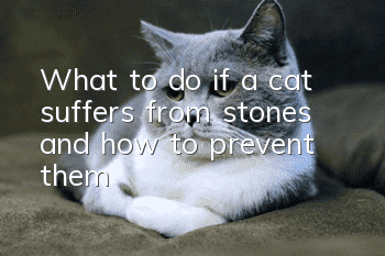 What to do if a cat suffers from stones and how to prevent them