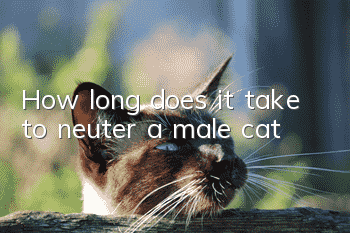 How long does it take to neuter a male cat?