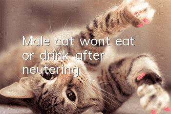 Male cat won’t eat or drink after neutering