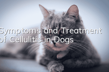 Symptoms and Treatment of Cellulitis in Dogs