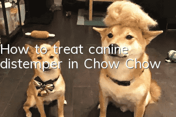 How to treat canine distemper in Chow Chow