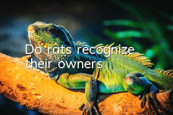 Do rats recognize their owners?