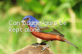 Can budgerigars be kept alone?