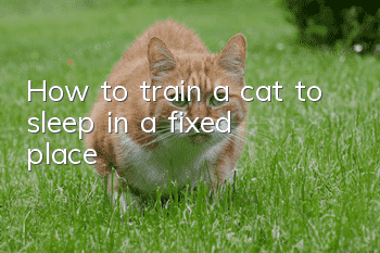 How to train a cat to sleep in a fixed place?