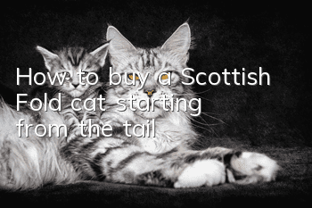 How to buy a Scottish Fold cat, starting from the tail?