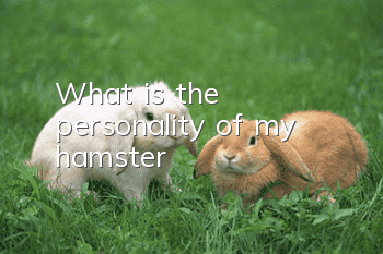 What is the personality of my hamster?