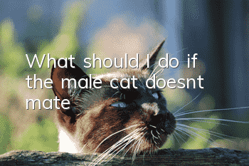 What should I do if the male cat doesn’t mate?
