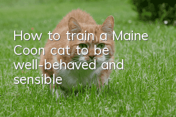 How to train a Maine Coon cat to be well-behaved and sensible?