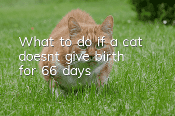 What to do if a cat doesn’t give birth for 66 days