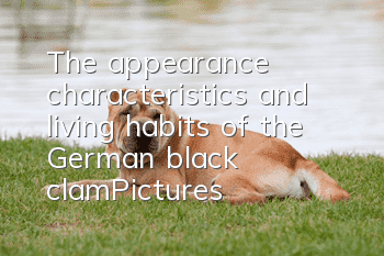 The appearance characteristics and living habits of the German black clam_Pictures