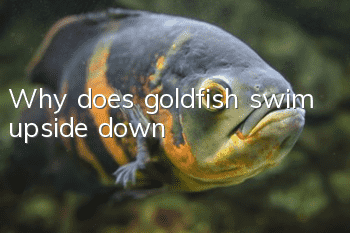 Why does goldfish swim upside down?