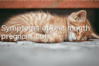 Symptoms of one month pregnant cat