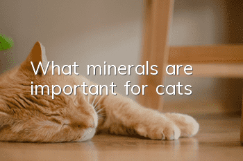 What minerals are important for cats