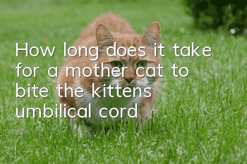 How long does it take for a mother cat to bite the kitten's umbilical cord?