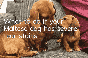 What to do if your Maltese dog has severe tear stains