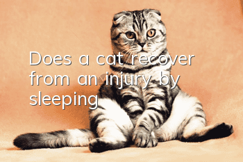Does a cat recover from an injury by sleeping?