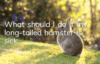 What should I do if my long-tailed hamster is sick?