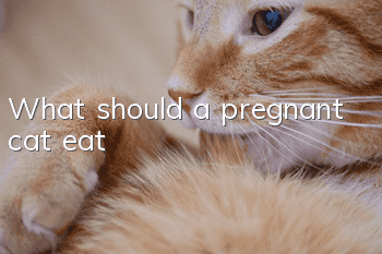 What should a pregnant cat eat?