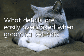 What details are easily overlooked when grooming pet cats?