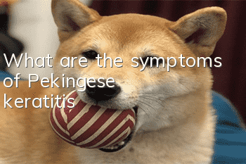 What are the symptoms of Pekingese keratitis?
