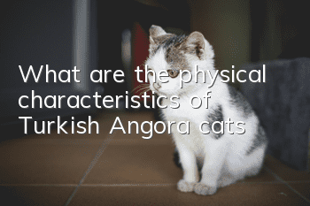 What are the physical characteristics of Turkish Angora cats?