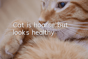 Cat is hoarse but looks healthy