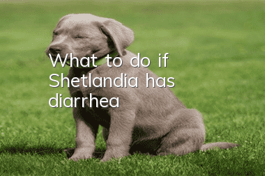 What to do if Shetlandia has diarrhea