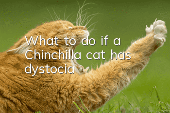 What to do if a Chinchilla cat has dystocia