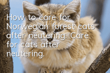 How to care for Norwegian forest cats after neutering. Care for cats after neutering.