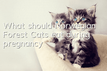 What should Norwegian Forest Cats eat during pregnancy?