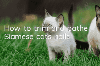 How to trim and bathe Siamese cats’ nails?