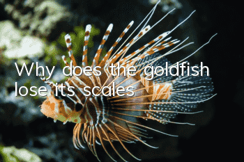 Why does the goldfish lose its scales?