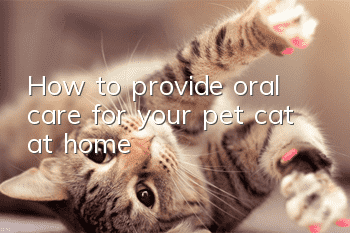 How to provide oral care for your pet cat at home