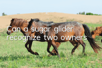 Can a sugar glider recognize two owners?